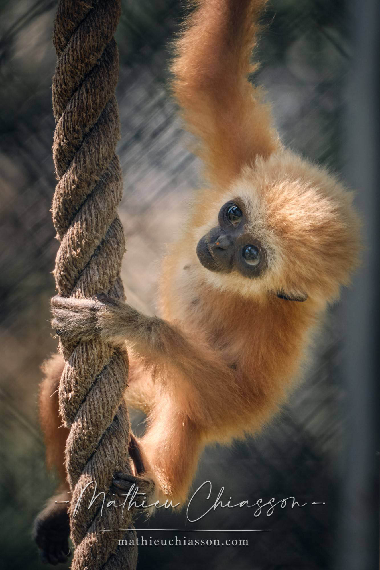 Photo by Mathieu Chiasson